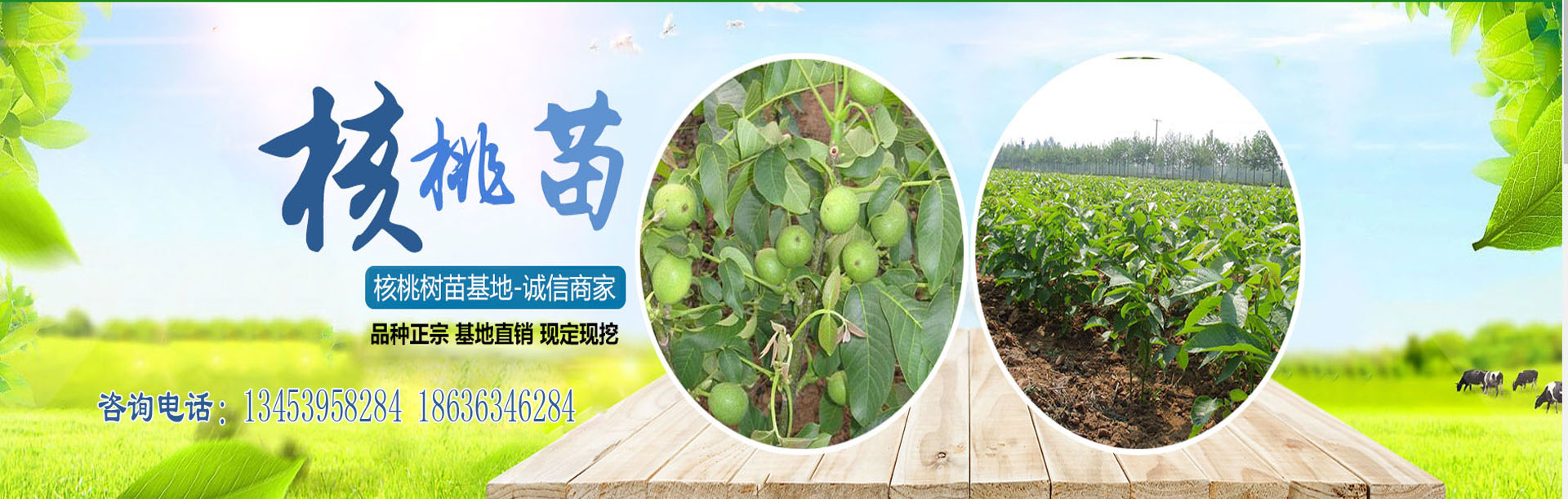 轮播图1.jpg