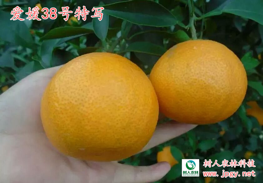 爱媛38号2.jpg