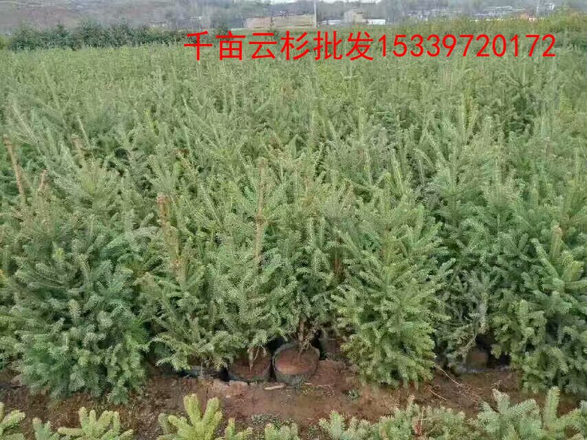 gaitubao_内棵.jpg